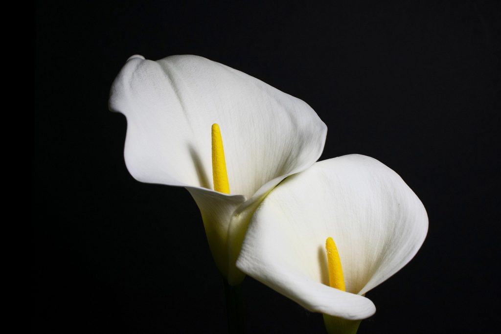 deux felurs d'arum sur fond noir